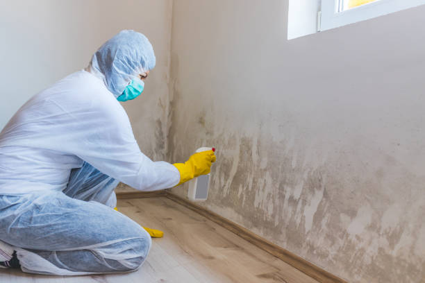 Professional mold removal team in Riverside